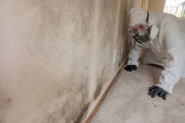 Best Environmental Consulting for Mold Prevention  in Newhall, IA