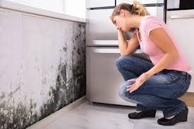 Best Real Estate Mold Inspection  in Newhall, IA